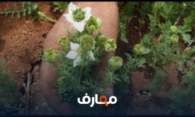 زراعة النباتات الطبية والعشبية