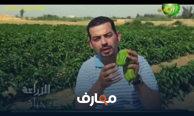 زراعة الفلفل الأخضر والألوان