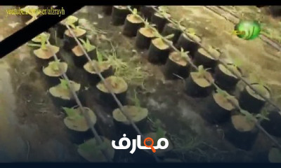 زراعة المشمش