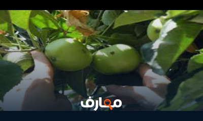 زراعة التفاح