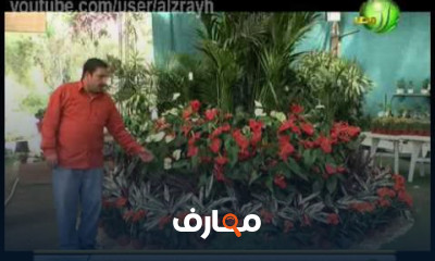 زراعة نباتات الزينة