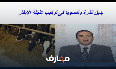 زراعة الذرة