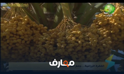 طرق زراعة النخيل