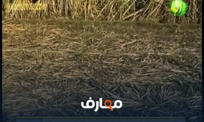 زراعة قصب السكر