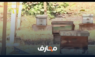 مشروع تربية الدواجن