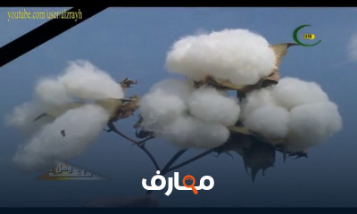 زراعة القطن