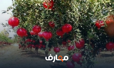 زراعة الرمان