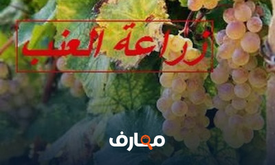 زراعة العنب