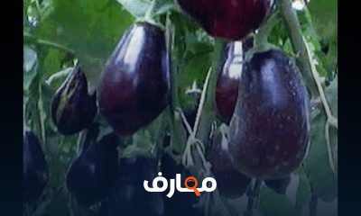 زراعة الباذنجان زراعة الباذنجان