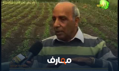 طريقة زراعة الفاصوليا