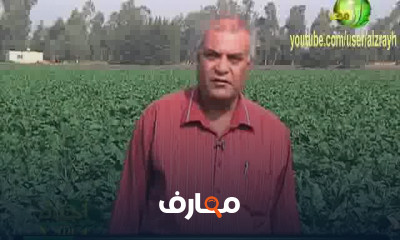 زراعة بنجر السكر