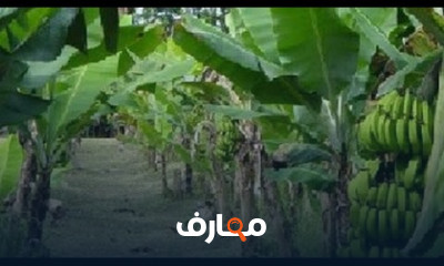 زراعة الموز