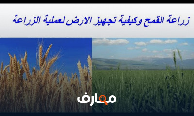 زراعة القمح