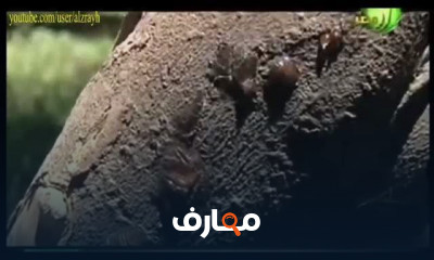 زراعة الموالح البرتقال