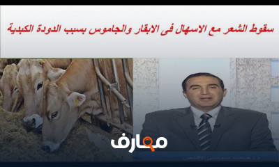 علاج نقص إنتاج اللبن للأبقار