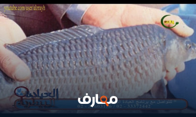 مشروع المزراع السمكية