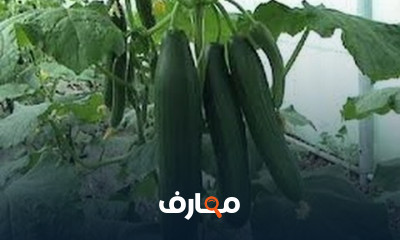 طريقة زراعة البسلة