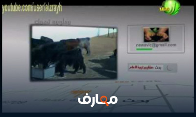 مشروع إنشاء تربية الاغنام