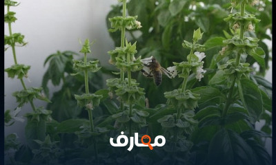 الآفات الزارعية للنباتات الطبية