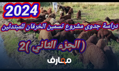 دراسة جدوى تربيه الأغنام