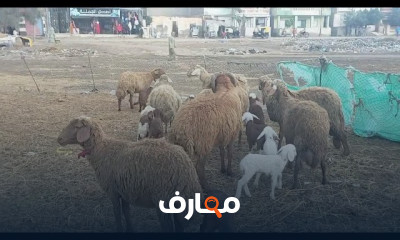 تربية الأغنام الوالدة توأم