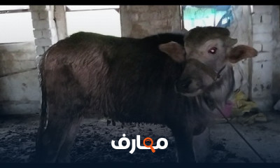 تركيبة أعلاف المواشي