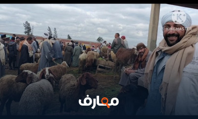 مشروع تربية الأغنام