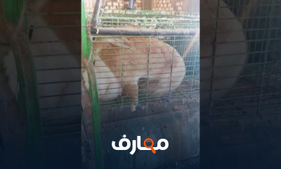 التلقيح عند الأرانب