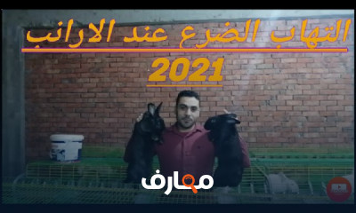 علاج التهاب الضرع عند الأرانب