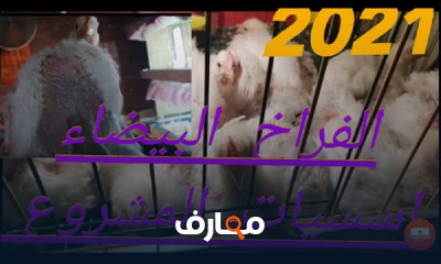 تربية الفراخ البيضاء بالمنزل