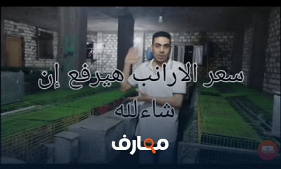 تسويق الأرانب