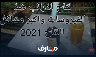 مشروع تربية الأرانب
