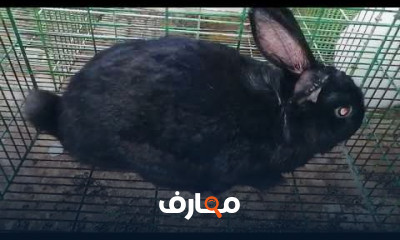 ذكور الأرانب