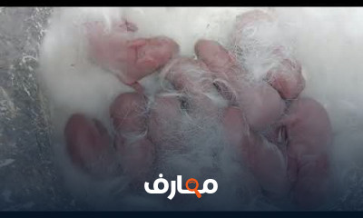 الخصوبة عند الأرانب