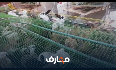 فطام الأرانب الصغيرة