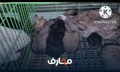 أخطاء مشروع تربية الأرانب