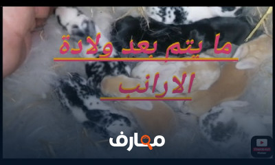 الطلق الصناعى للأرانب