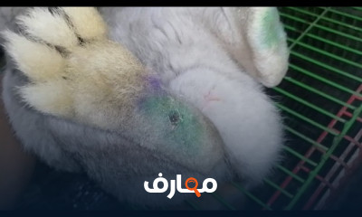التهاب العرقوب عند الأرانب