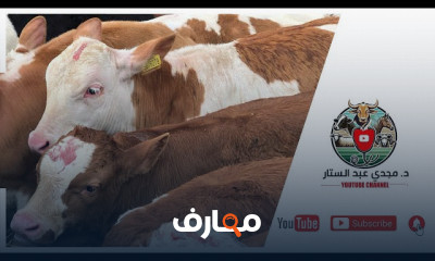 رعاية العجول الرضيعة