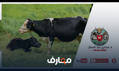 مشروع تسمين العجول والأغنام