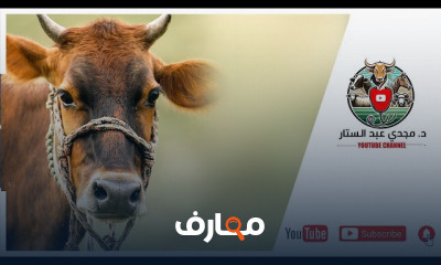 مشاريع تربية العجلات البكارة