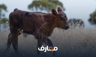 مشروع رضاعة العجول البقري