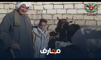 أسعار المواشي والأبقار