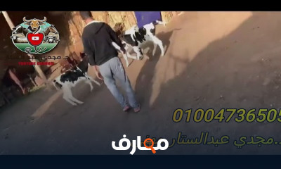 الرعاية الصحية للعجول الرضيعة