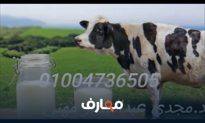 مشروع تربية الأبقار الحلاب