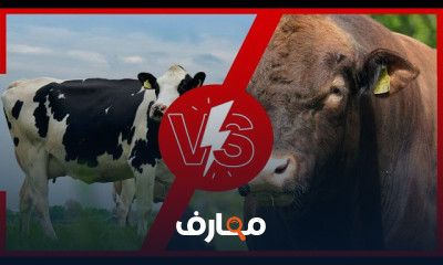 دراسة جدوى مشروع تربية المواشي