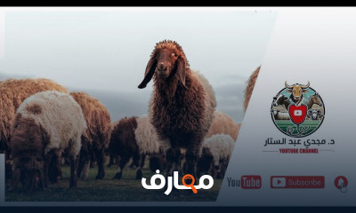 دراسة جدوي مشروع تسمين الأغنام