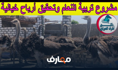 دراسة جدوى لمشروع تربية النعام