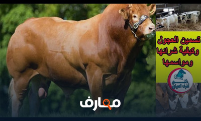 مشروع تربية المواشى