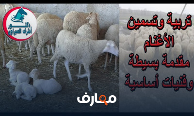 مشروع تربية الخرفان